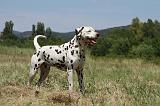 DALMATIEN 376